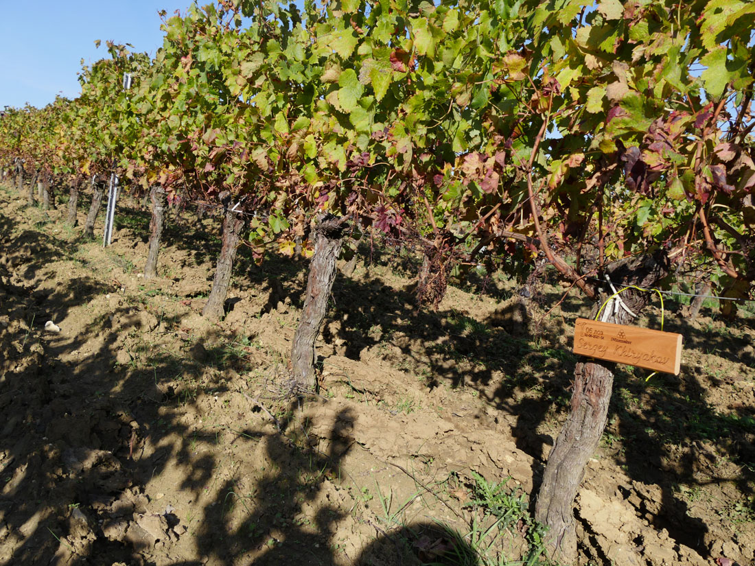 Виноградник на урожай